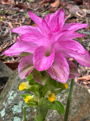 Curcuma australasica (Curcuma australasica)
