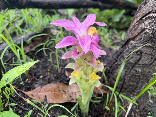 Curcuma australasica (Curcuma australasica)