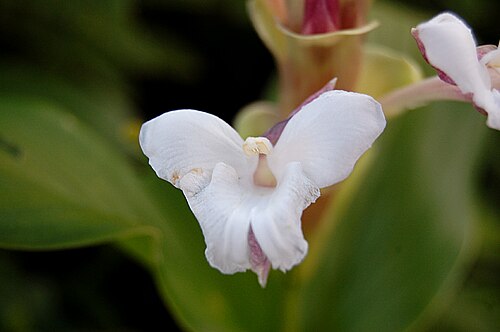 Chavar: A flower of Hitchenia caulina from Zingiberaceae.