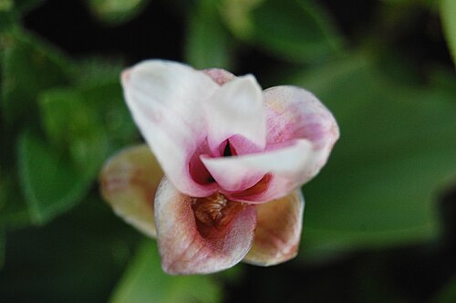 Chavar: Young bracts of Hitchenia caulina from Zingiberaceae.