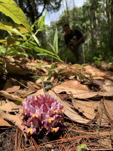 Curcuma ecomata (Curcuma ecomata)
