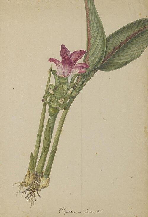 Long zedoary: Curcuma zerumbet