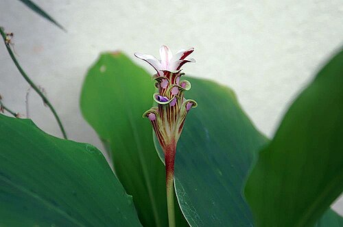 Curcuma gracillima: Location taken: United States Botanic Garden. Names: Curcuma gracillima Gagnep., Burnt Burgundy Ginger, Curcuma, Precious Curcum Classification: Plantae > Magno