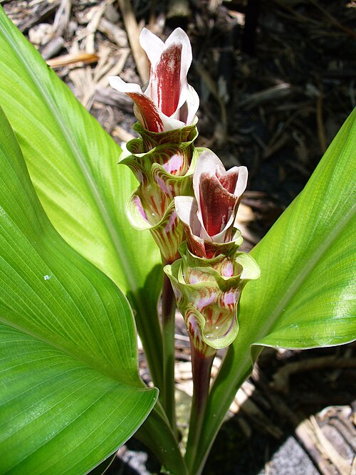 Curcuma gracillima: Curcuma gracillima at Fairchild Tropical Botanic Garden, Miami, FL, USA