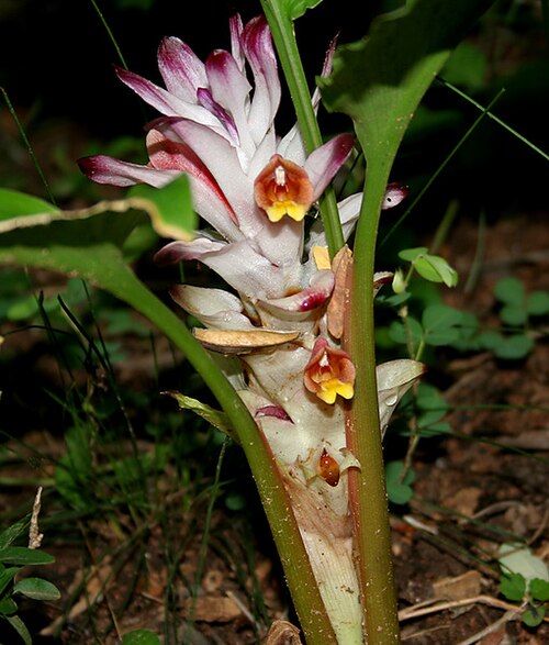 Hidden lily: Curcuma inodora in Narsapur, Medak district , Andhra Pradesh , India .