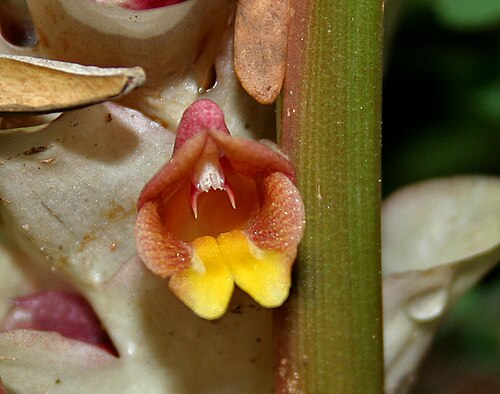 Hidden lily: Curcuma inodora in Narsapur, Medak district , Andhra Pradesh , India .