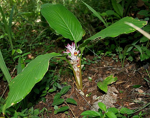 Hidden lily: Curcuma inodora in Narsapur, Medak district , Andhra Pradesh , India .