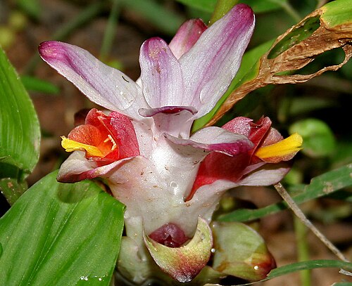 Hidden lily: Curcuma inodora in Narsapur, Medak district , Andhra Pradesh , India .