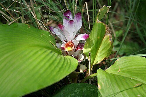Hidden lily: Curcuma inodora in Narsapur, Medak district , Andhra Pradesh , India .