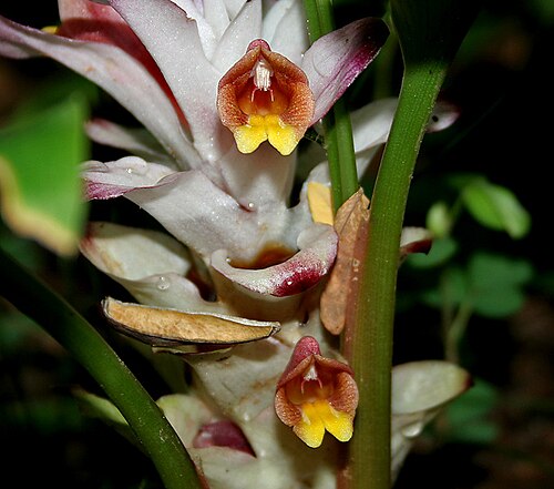 Hidden lily: Curcuma inodora in Narsapur, Medak district , Andhra Pradesh , India .
