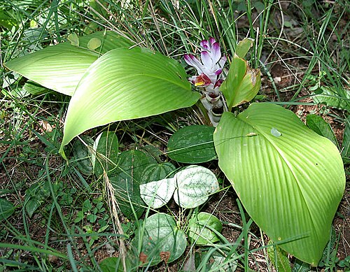 Hidden lily: Curcuma inodora in Narsapur, Medak district , Andhra Pradesh , India .