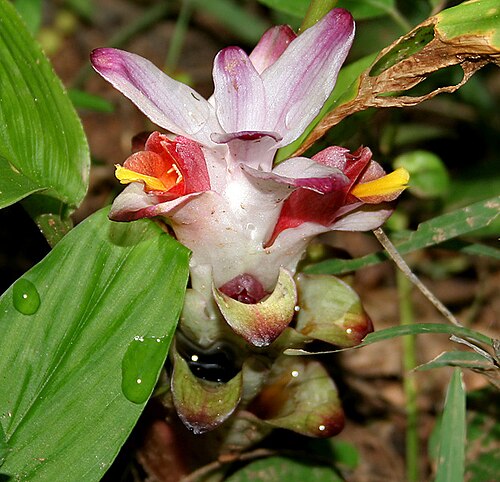 Hidden lily: Curcuma inodora in Narsapur, Medak district , Andhra Pradesh , India .