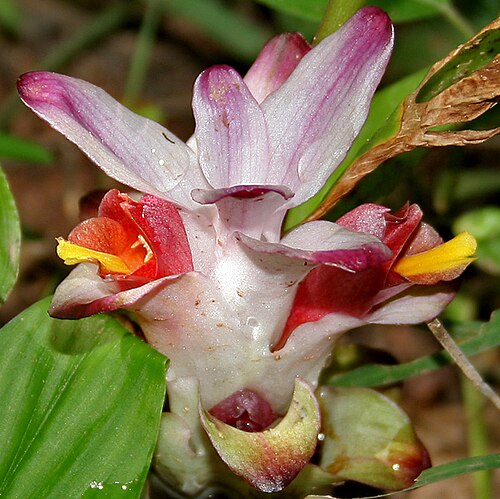 Hidden lily: Curcuma inodora in Narsapur, Medak district , Andhra Pradesh , India .