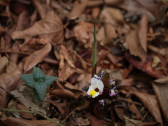 Curcuma karnatakensis (Curcuma karnatakensis)