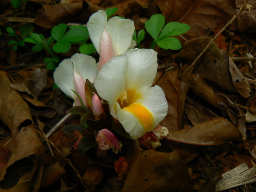 Curcuma karnatakensis (Curcuma karnatakensis)