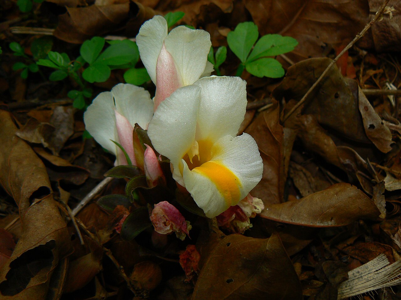 Curcuma karnatakensis: Zingiberaceae (ginger family) » Curcuma karnatakensis KER-koo-muh -- from the Arabic kurkum , meaning saffron ¿ kar-NAH-tuh-ken-sis ? -- of or from Karnataka, s