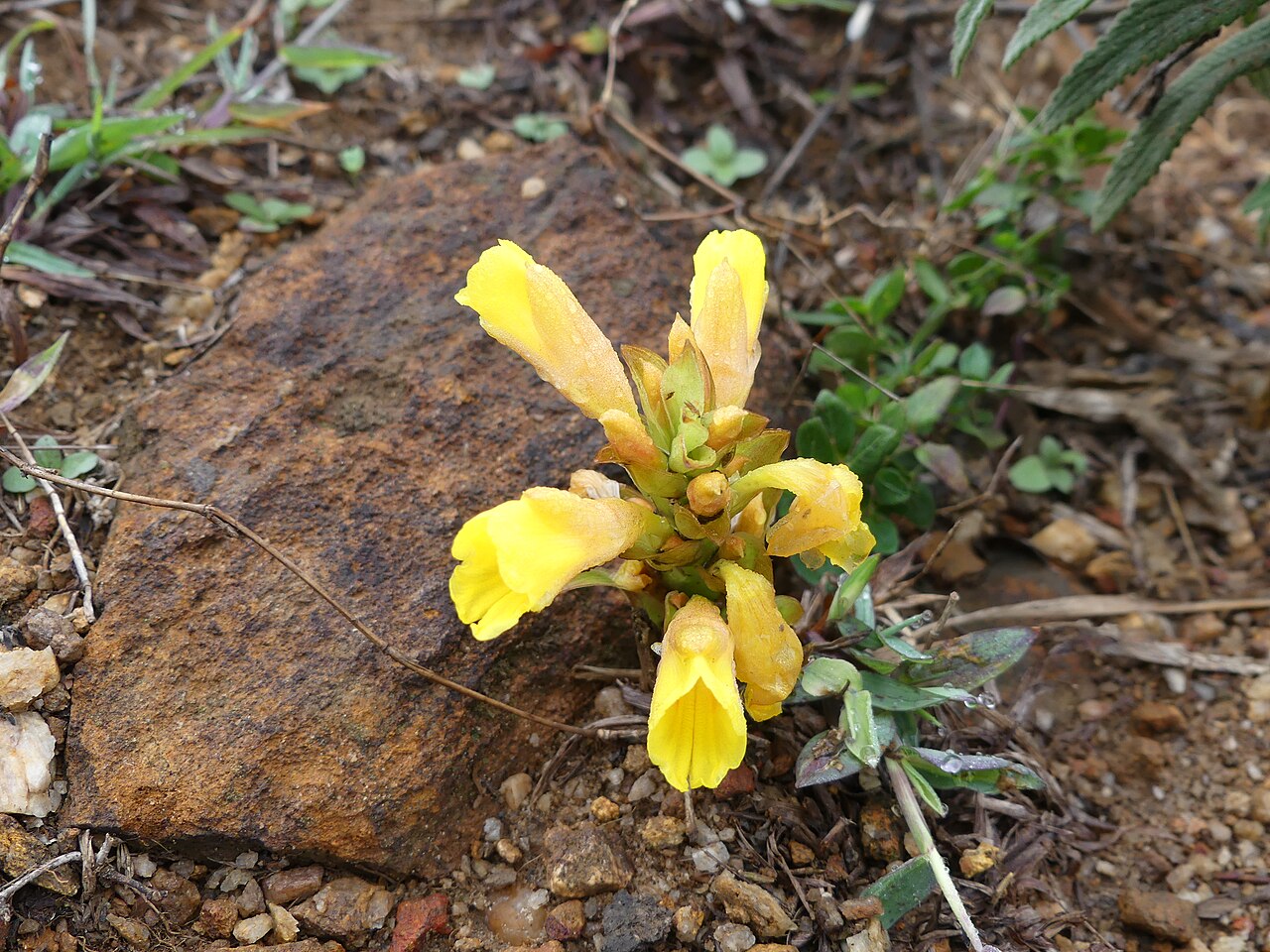 Curcuma karnatakensis: Curcuma karnatakensis in Pushpagiri Wildlife Sanctuary