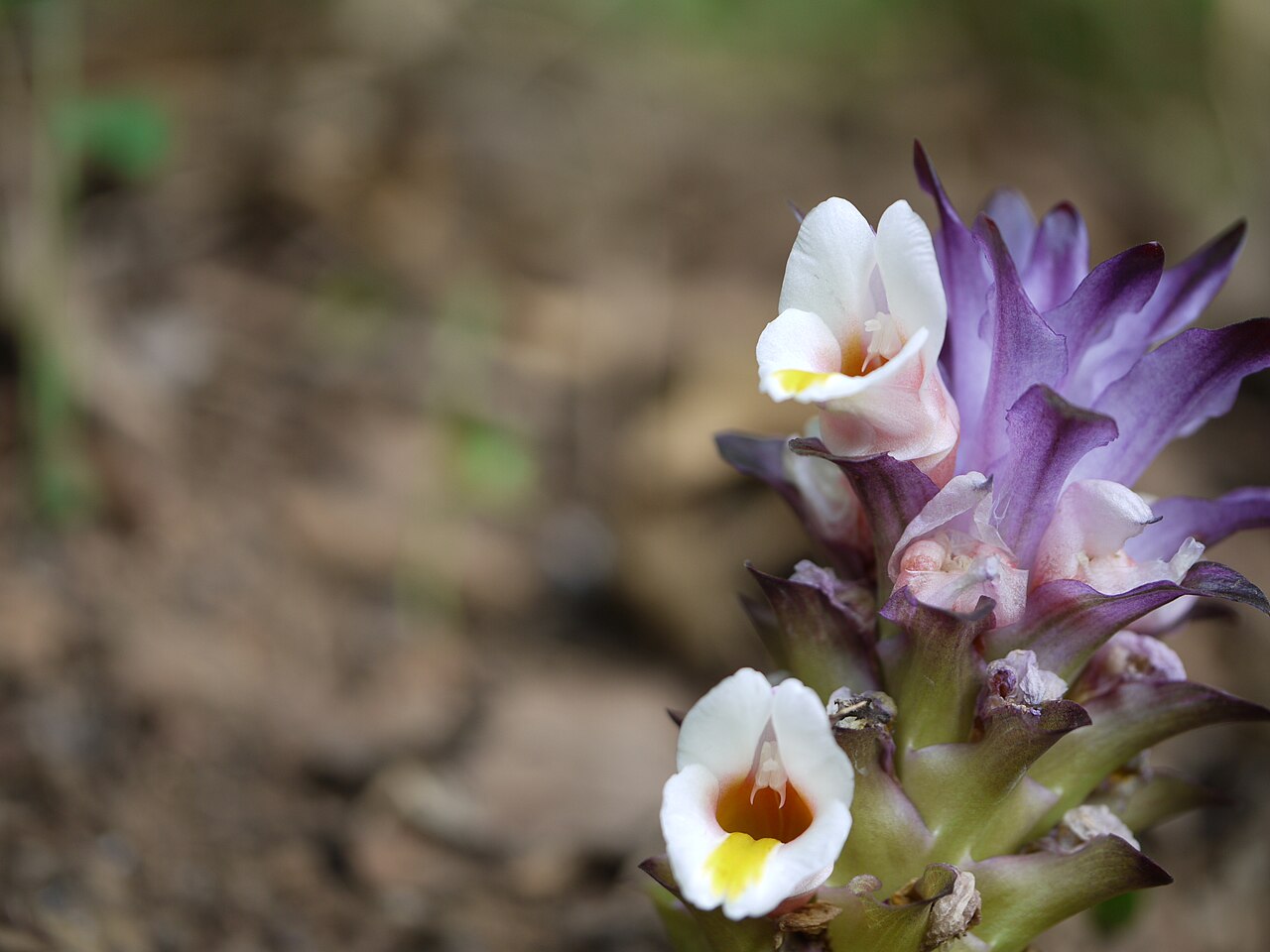 Curcuma karnatakensis: Curcuma karnatakensis
