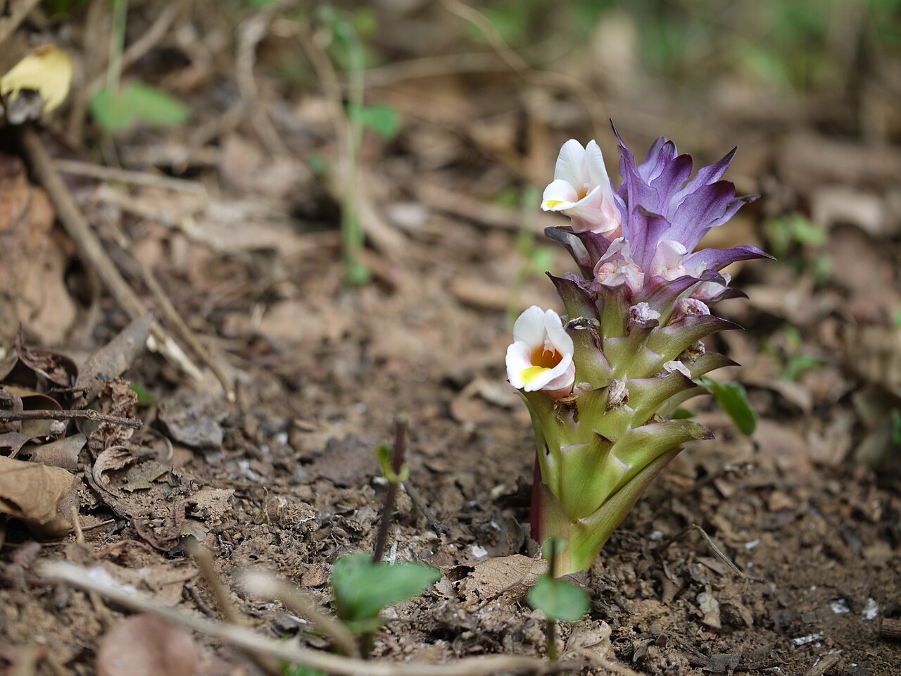 Curcuma karnatakensis: Curcuma karnatakensis
