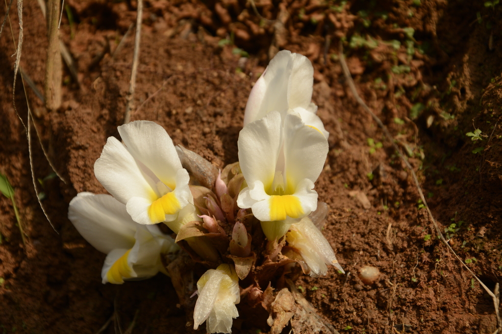 Curcuma karnatakensis (Curcuma karnatakensis)