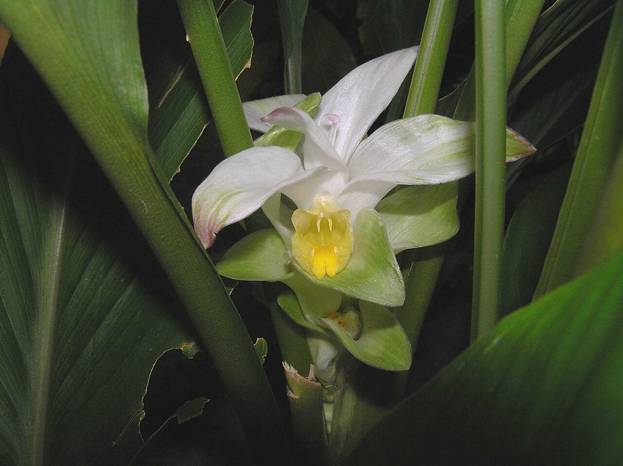 Curcuma kwangsiensis: 中草藥-莪朮
