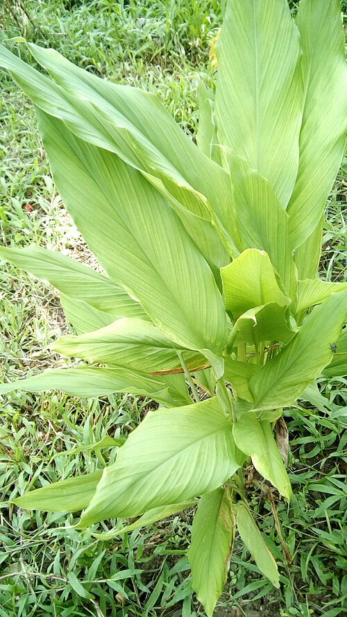 Common turmeric: Common name: Turmeric Local name: Dulaw - haglapad an dahon ngan duduha ka-pay-pay kada sanga. May-ada boku kun diin nagdudugkot an tanan nga mga sanga.