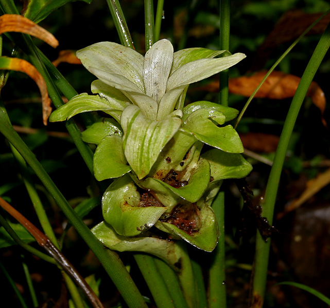 Common turmeric: Curcuma longa - COMMON TURMERIC, Turmeric • Assamese: হালধি, Halodhi • Bengali: হলুদ Halud • Gujarati: હળદર Haldar • Hindi: हल्दी Haldi • Kannada: Arishina, Ari
