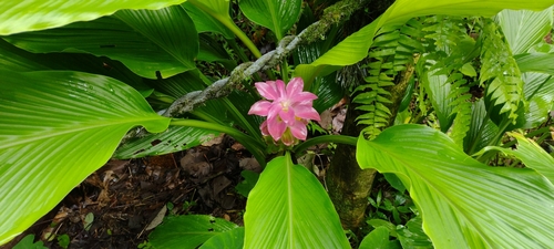 Common turmeric (Curcuma longa)