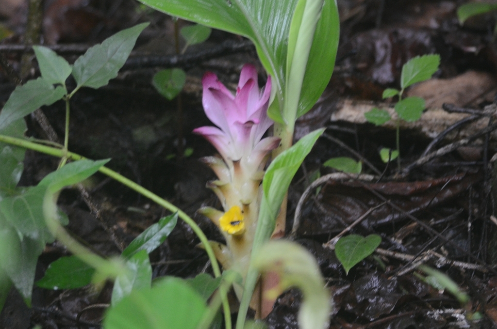 Common turmeric (Curcuma longa)