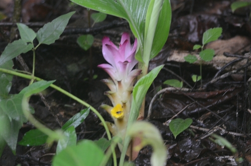 Common turmeric