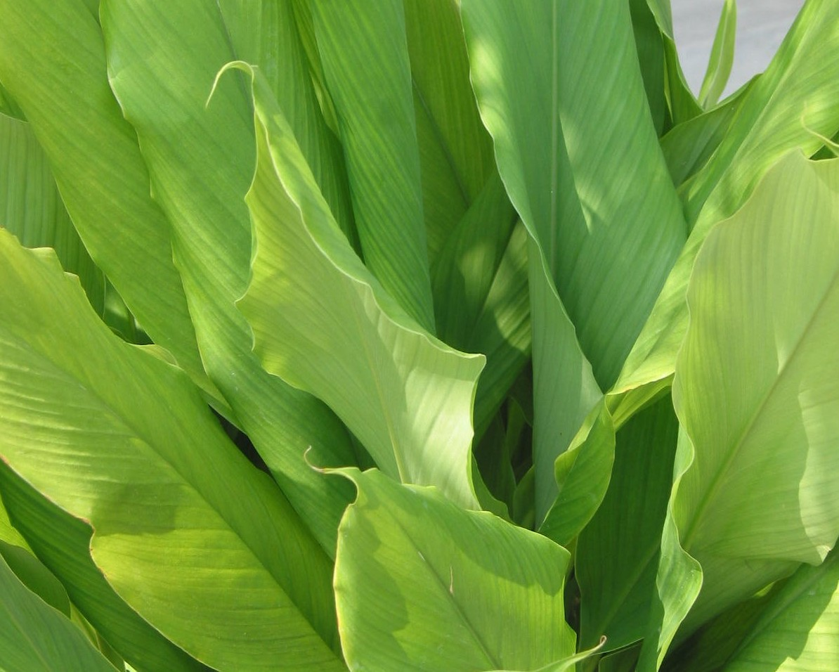 Common turmeric: The large and aromatic leaves of Curcuma longa (turmeric) are used for food flavoring.