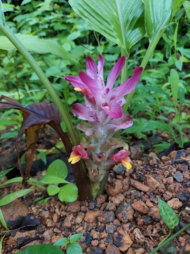Common turmeric (Curcuma longa)
