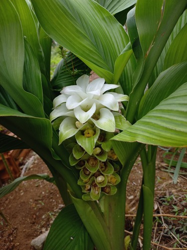 Common turmeric (Curcuma longa)