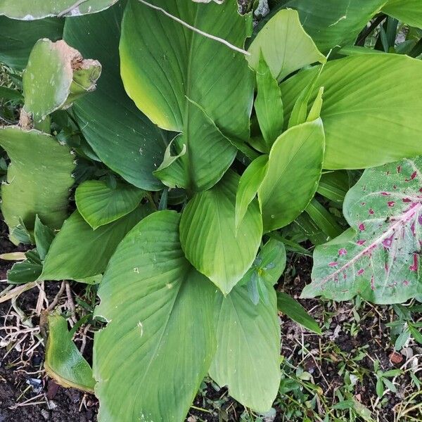 Common turmeric (Curcuma longa)