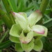 Common turmeric (Curcuma longa)