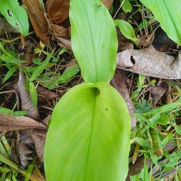 Common turmeric (Curcuma longa)