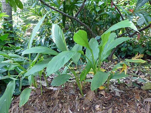 Common turmeric: Curcuma domestica , Ranweli Spice Garden