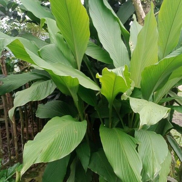 Common turmeric (Curcuma longa)