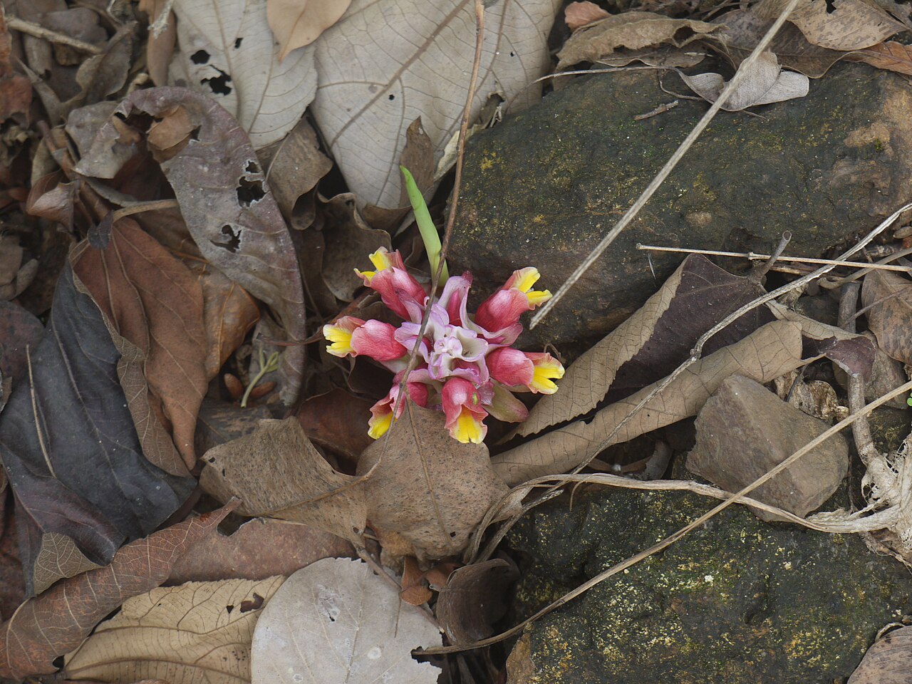 Curcuma mutabilis: Zingiberaceae (ginger family) » Curcuma cf. mutabilis KER-koo-muh -- from the Arabic kurkum , meaning saffron mew-TAB-ill-iss or mew-tah-BIL-iss -- meaning, var