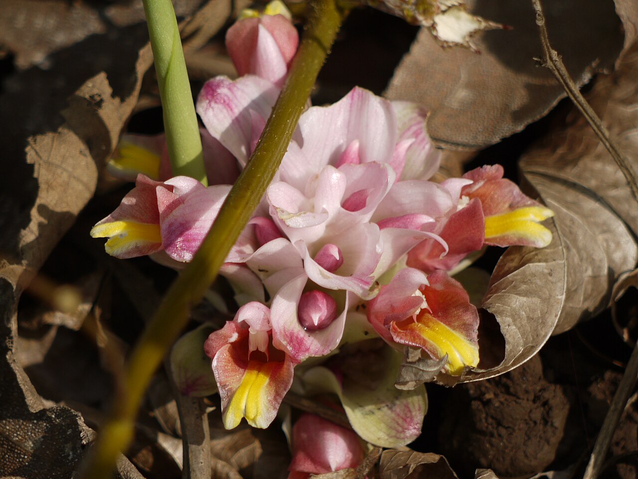 Curcuma mutabilis: Zingiberaceae (ginger family) » Curcuma cf. mutabilis KER-koo-muh -- from the Arabic kurkum , meaning saffron mew-TAB-ill-iss or mew-tah-BIL-iss -- meaning, var