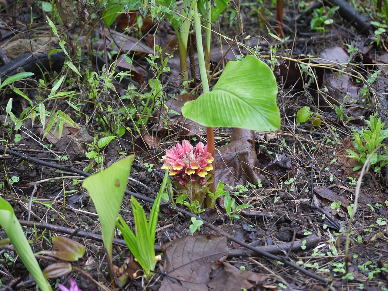 Curcuma mutabilis: Zingiberaceae (ginger family) » Curcuma cf. mutabilis KER-koo-muh -- from the Arabic kurkum , meaning saffron mew-TAB-ill-iss or mew-tah-BIL-iss -- meaning, var