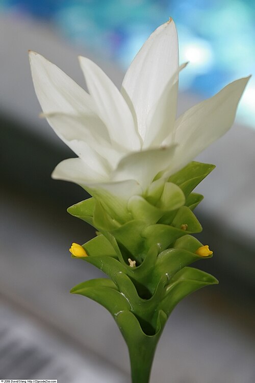 Curcuma myanmarensis: Location taken: United States Botanic Garden. Names: Smithatris myanmarensis W.J.Kress Classification: Plantae > Magnoliophyta > Liliopsida > Zingiberales > Zin