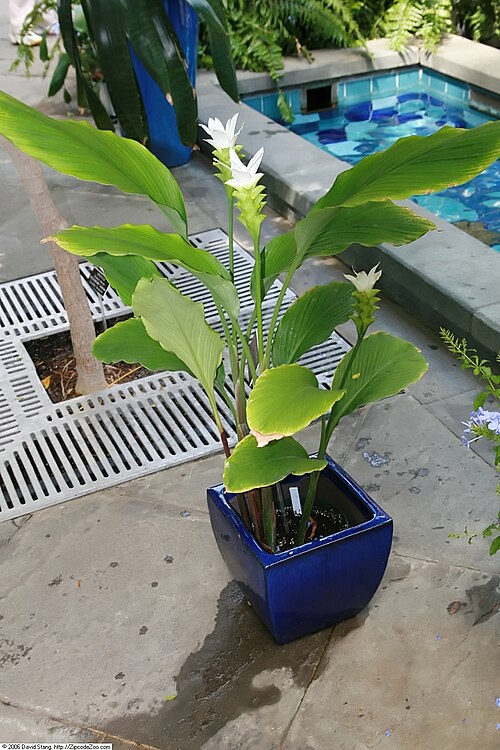 Curcuma myanmarensis: Location taken: United States Botanic Garden. Names: Smithatris myanmarensis W.J.Kress Classification: Plantae > Magnoliophyta > Liliopsida > Zingiberales > Zin