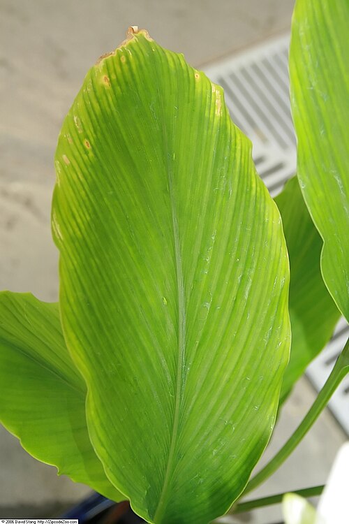 Curcuma myanmarensis: Location taken: United States Botanic Garden. Names: Smithatris myanmarensis W.J.Kress Classification: Plantae > Magnoliophyta > Liliopsida > Zingiberales > Zin