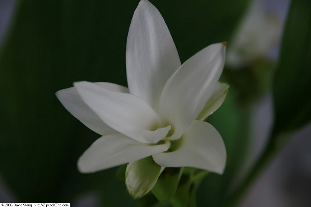Curcuma myanmarensis: Location taken: United States Botanic Garden. Names: Smithatris myanmarensis W.J.Kress Classification: Plantae > Magnoliophyta > Liliopsida > Zingiberales > Zin