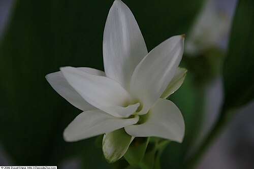 Curcuma myanmarensis: Location taken: United States Botanic Garden. Names: Smithatris myanmarensis W.J.Kress Classification: Plantae > Magnoliophyta > Liliopsida > Zingiberales > Zin