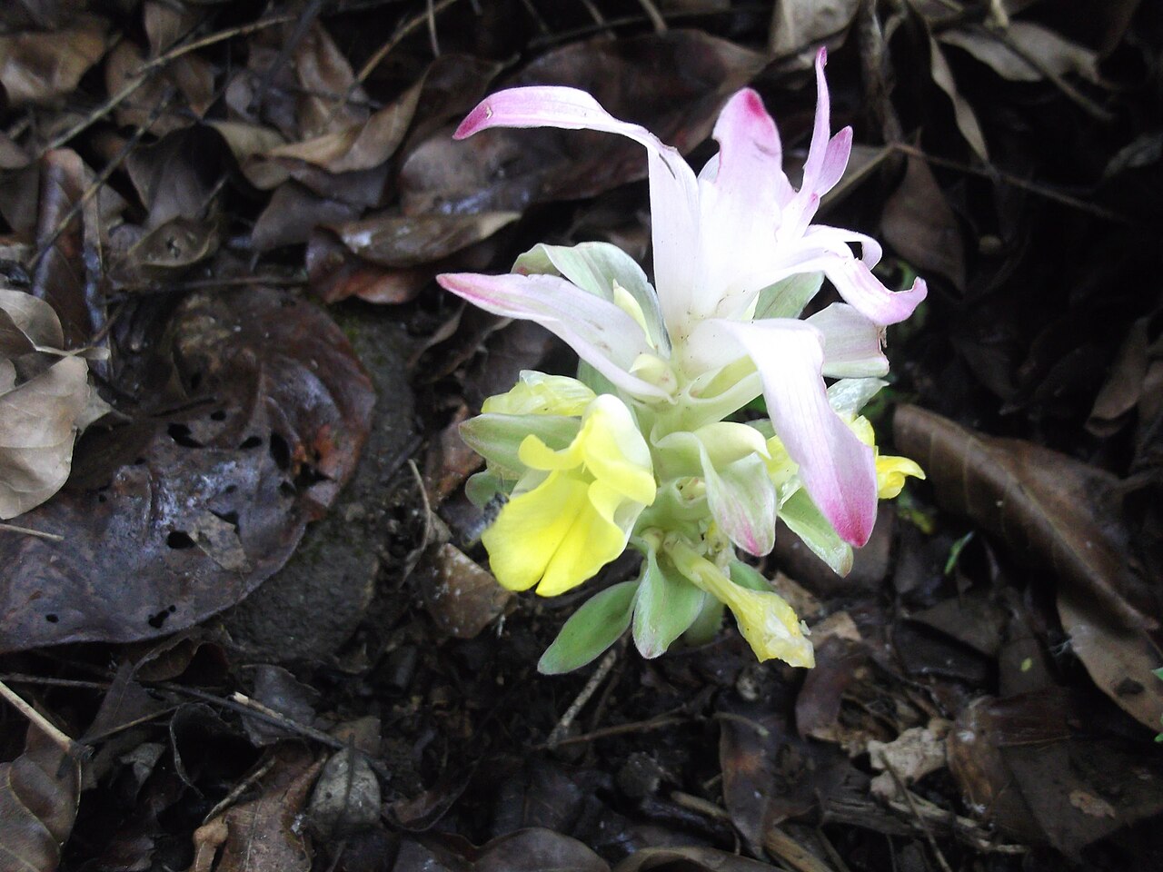 Curcuma neilgherrensis: Kattu manjal-rhizomatus plant,flowers yellow.