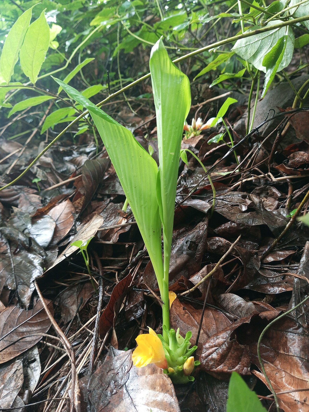 Curcuma oligantha: Curcuma oligantha var. lutea