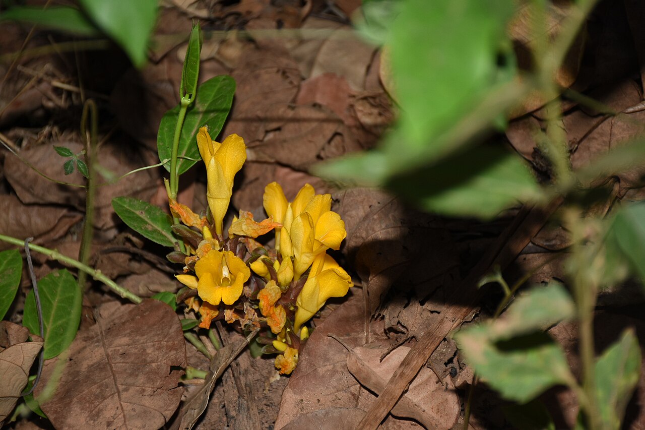 Curcuma oligantha: Curcuma oligantha var. lutea, Neeliyarkottam, Kerala, India