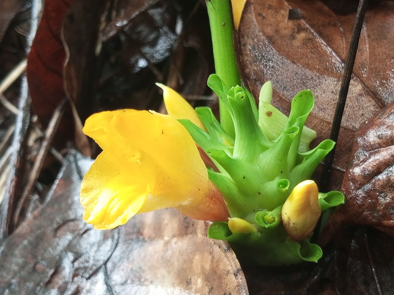 Curcuma oligantha: Curcuma oligantha var. lutea